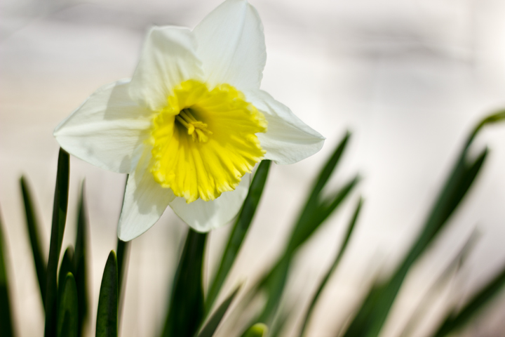 Daffodil – Ballard Studio